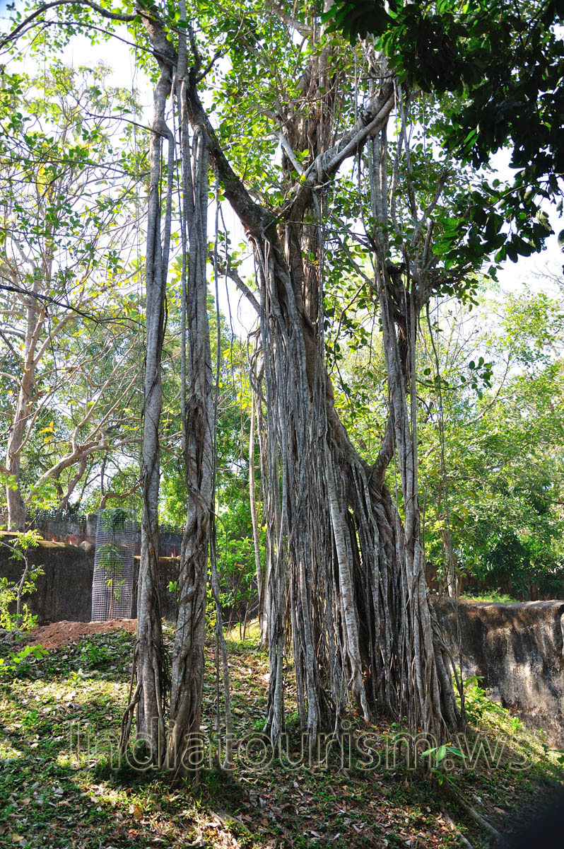 banyan tree