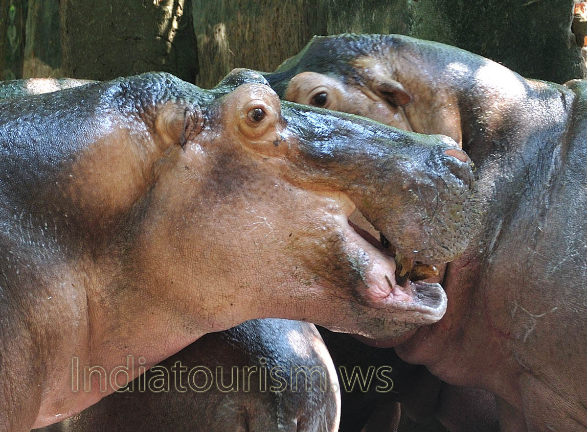 hippo's head in details