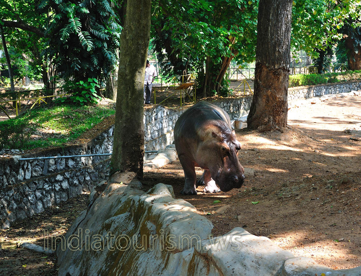 hippo bowed his head