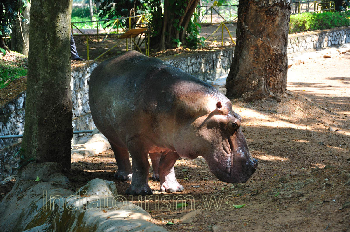 hippo don't likes the sun rays