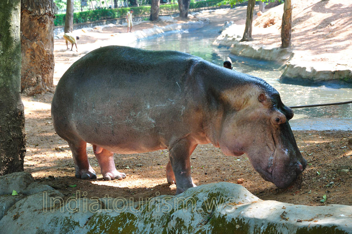 hippopotamus looks like the pig