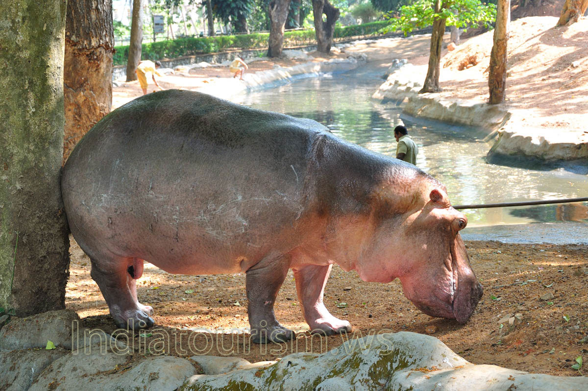 workers of the zoo staying away from the hippos