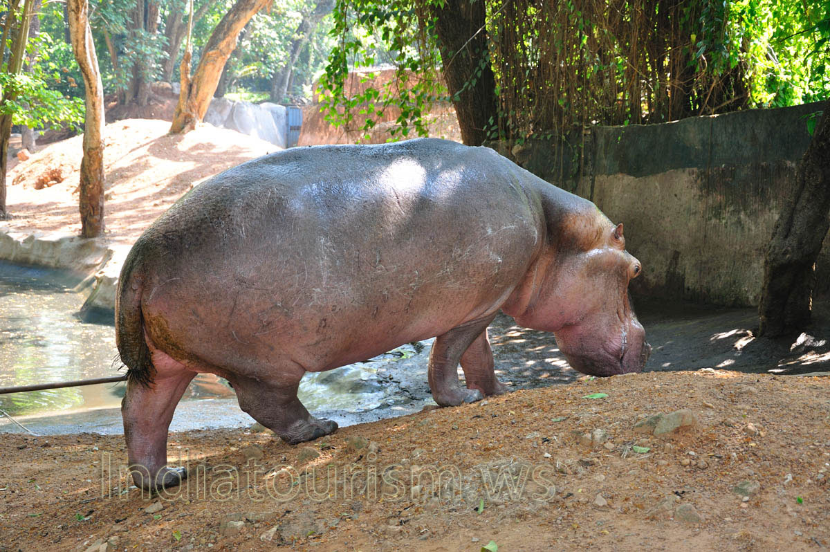 there is the hair covering on the tail of hippopotamus
