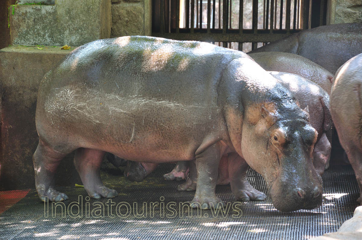 mature hippopotamus