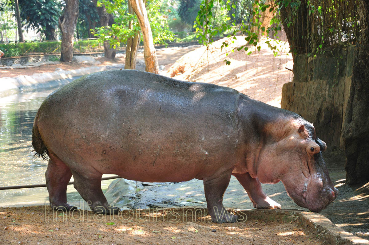 hippopotamus has the short legs