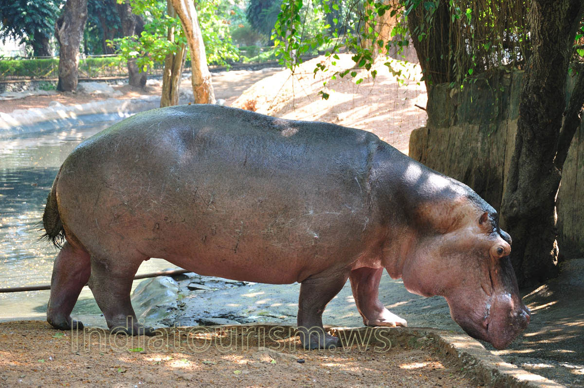 hippopotamus is recognizable by its barrel-shaped torso