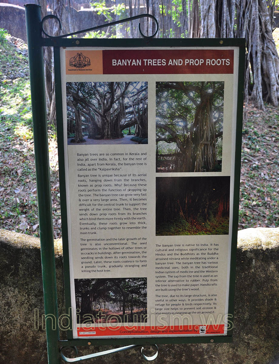 poster about banyan trees