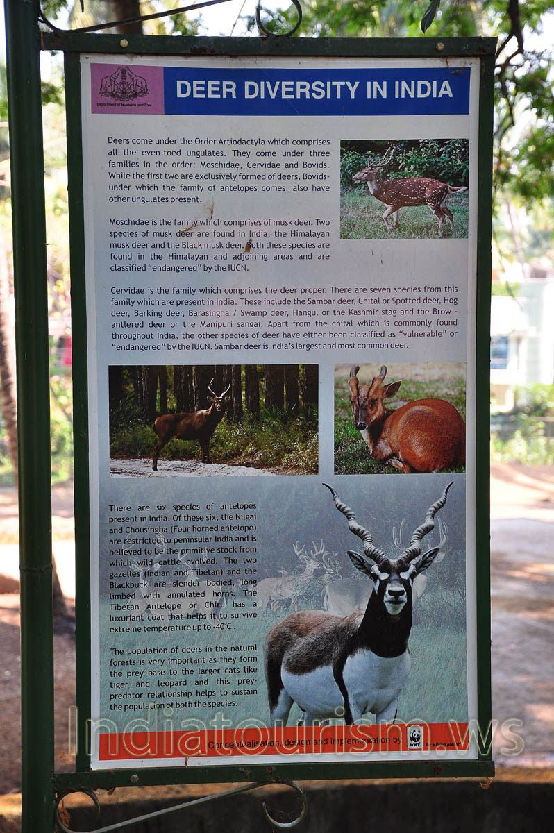 poster about deer diversity in india