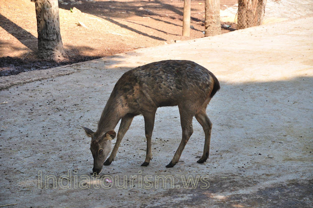 baby sambar deer
