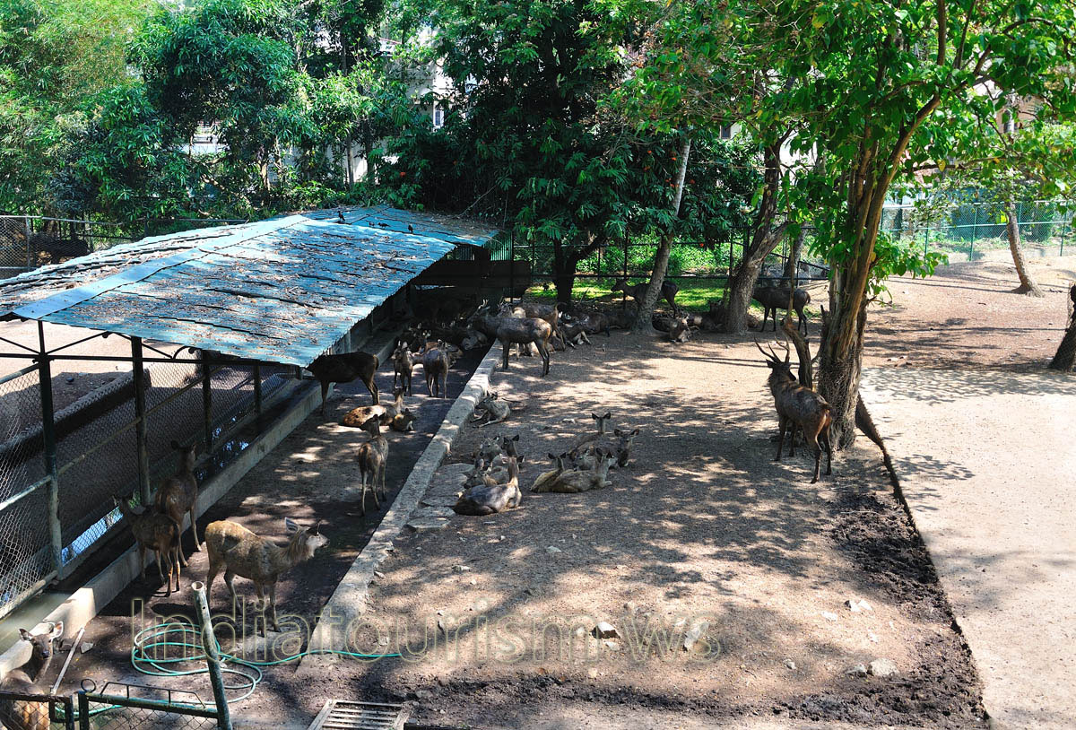 herd of sambar deers