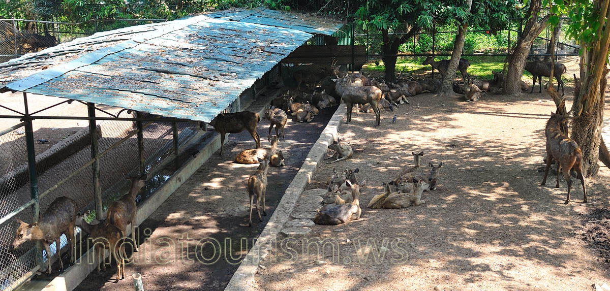 sambar deer are widely distributed in india