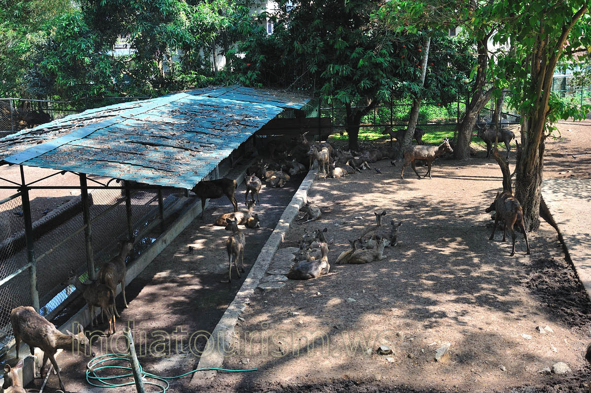 sambar deers in the shade of trivandrum zoo