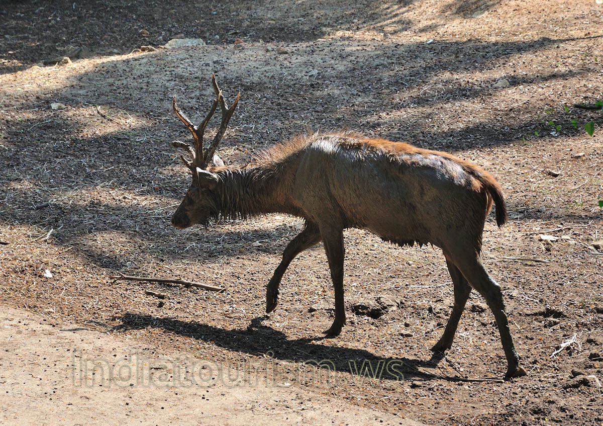 sambar deer after bathing in the water