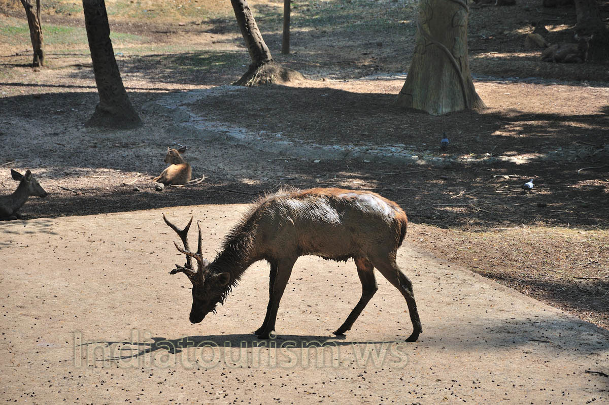 sambar deer looks very muddy