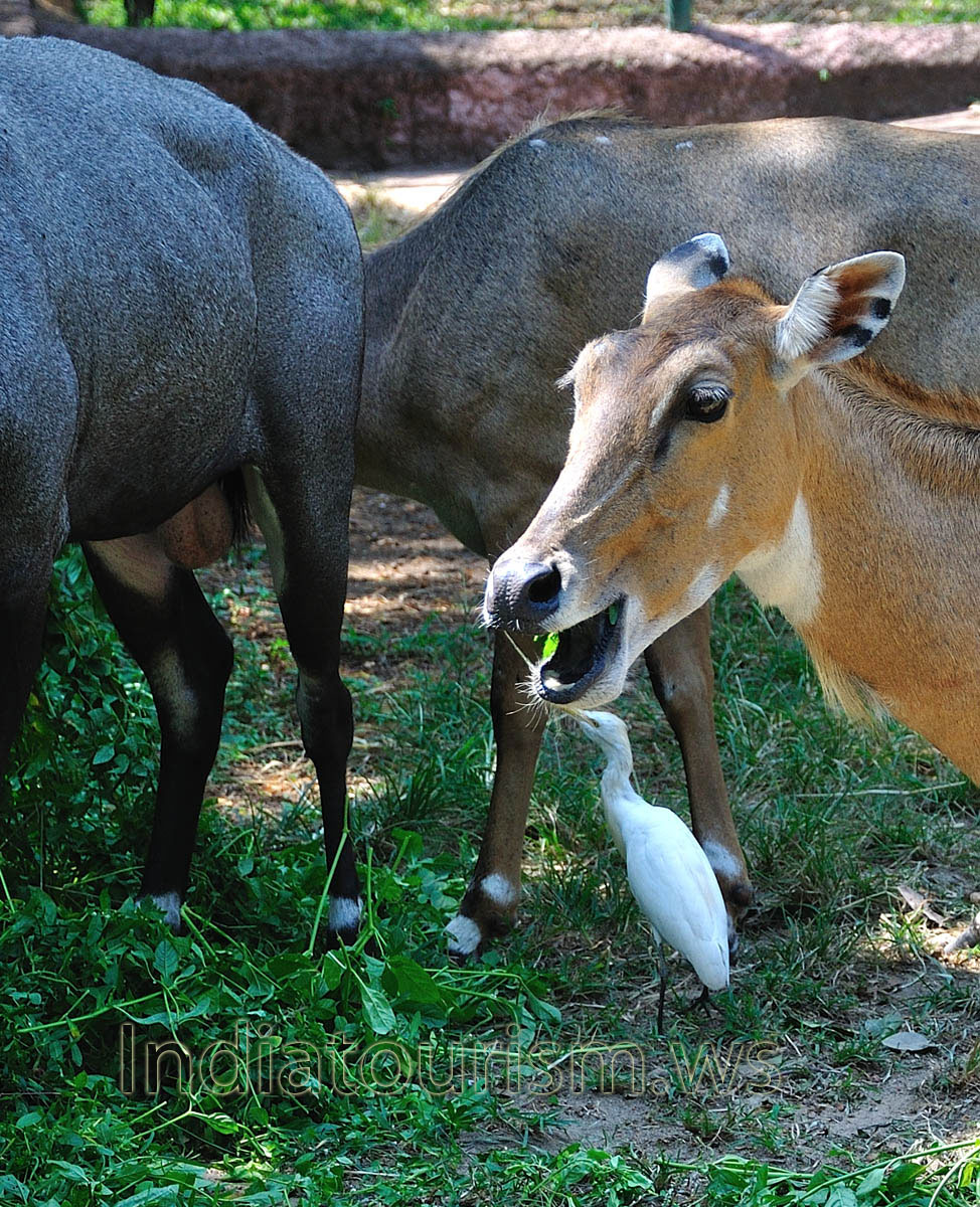 heron the and antelopes