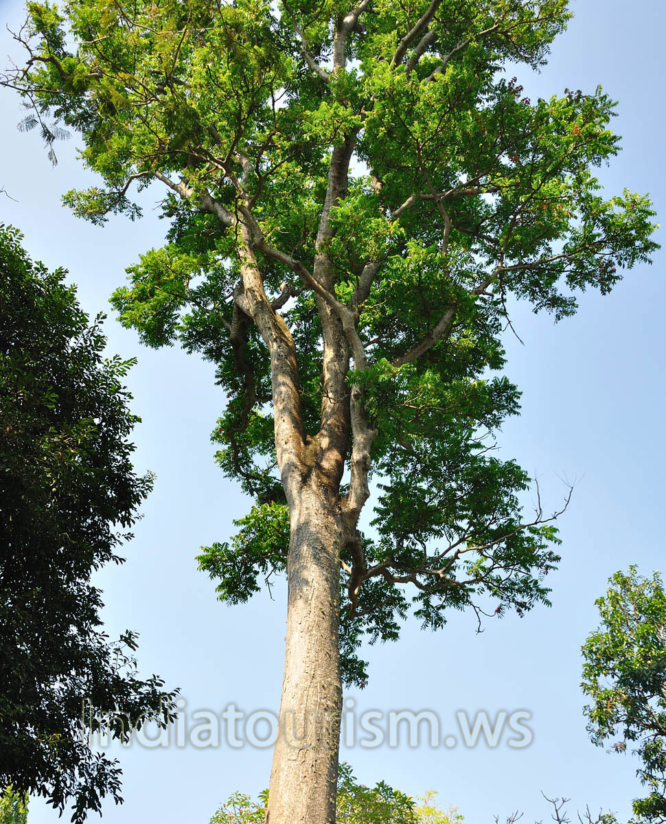 there are plenty of big trees in the zoo