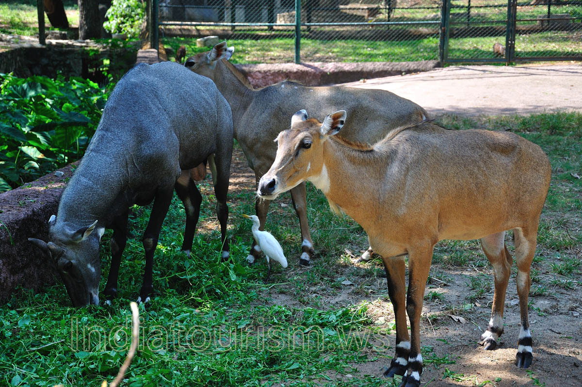 The Bluebuck or Blue Antelope (Hippotragus leucophaeus), sometimes called Blaubok, is an extinct species of antelope