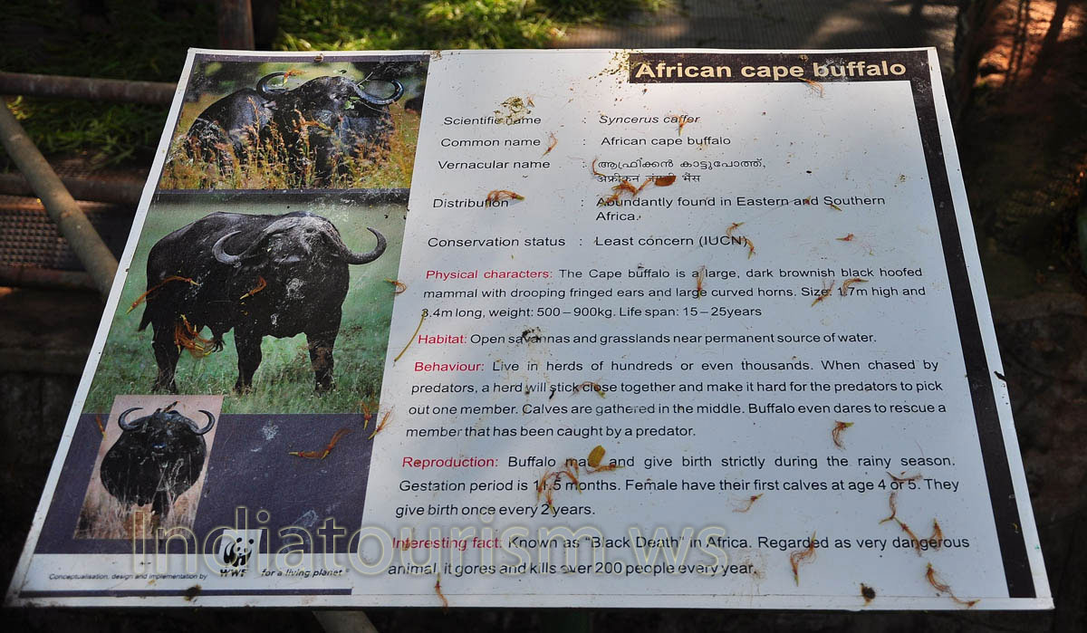 poster about african cape buffalo
