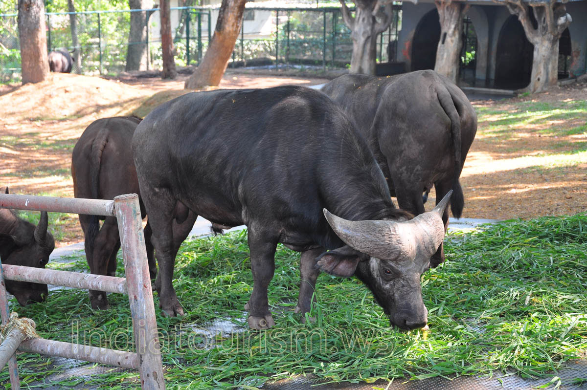 African cape buffalo