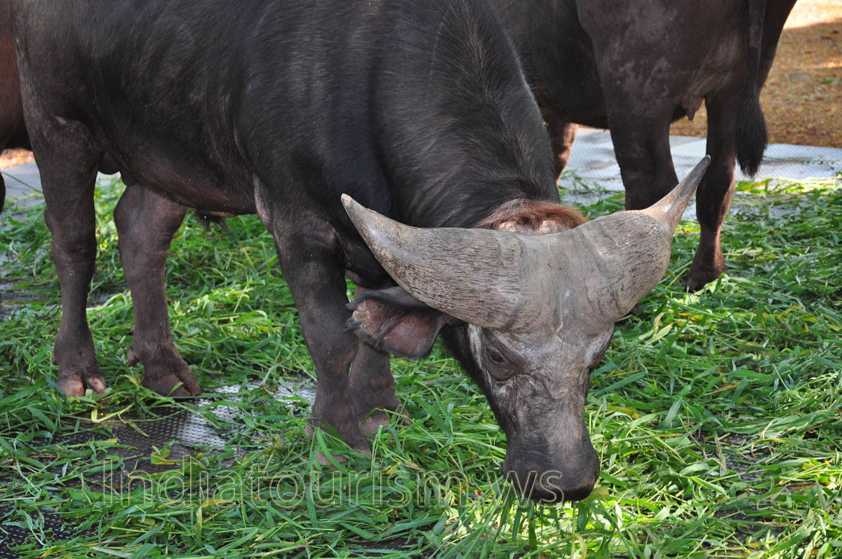 African cape buffalo has the most thickest horns