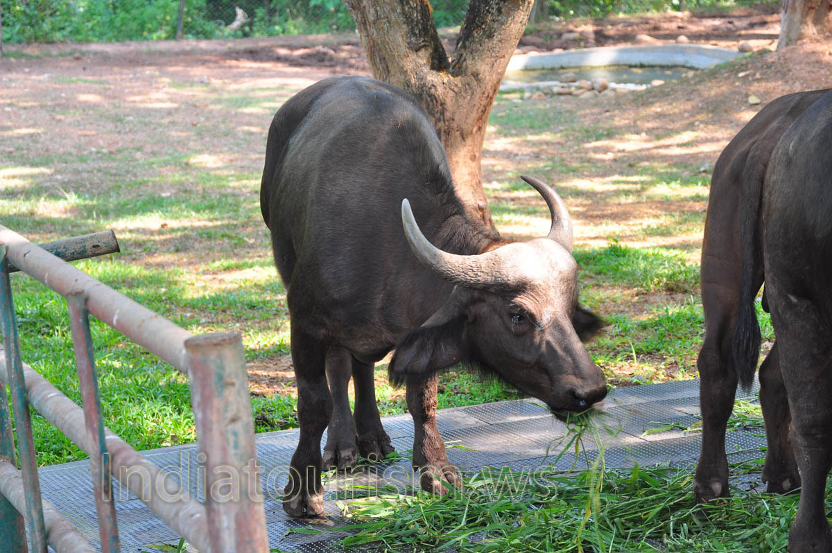 African cape buffalo is chewing grass
