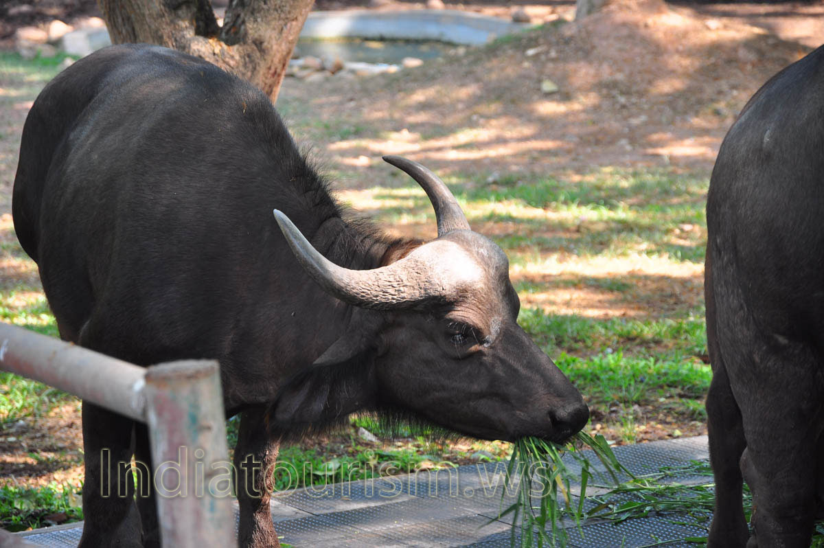Savannah type buffaloes weigh 500-900 kg, with males, normally larger than females, reaching the upper weight range