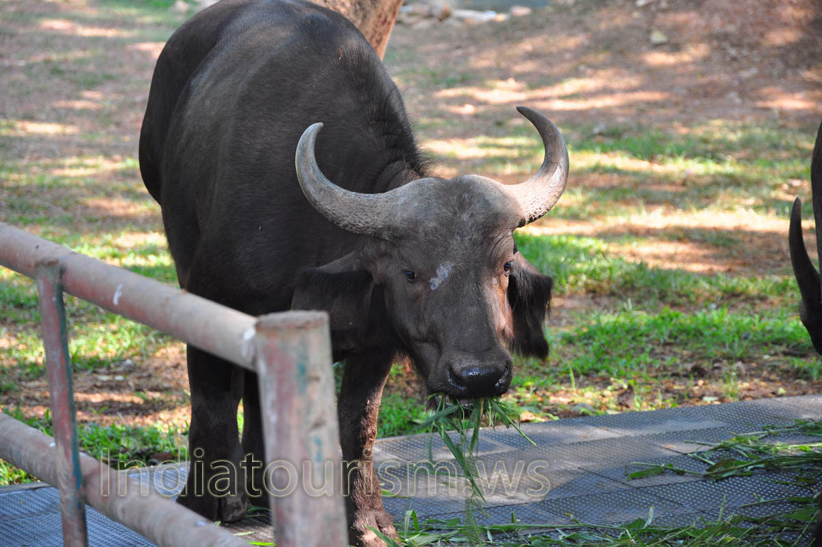 The young buffalo horn 'shield' forms fully only upon reaching the age of 5-6 years