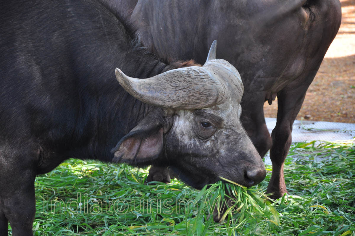 adult bull's horns have fused bases, forming a continuous bone shield which can not always be penetrated even by a rifle bullet