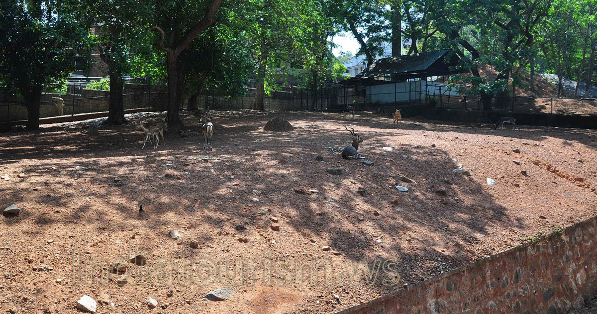 screw-horned deer herd