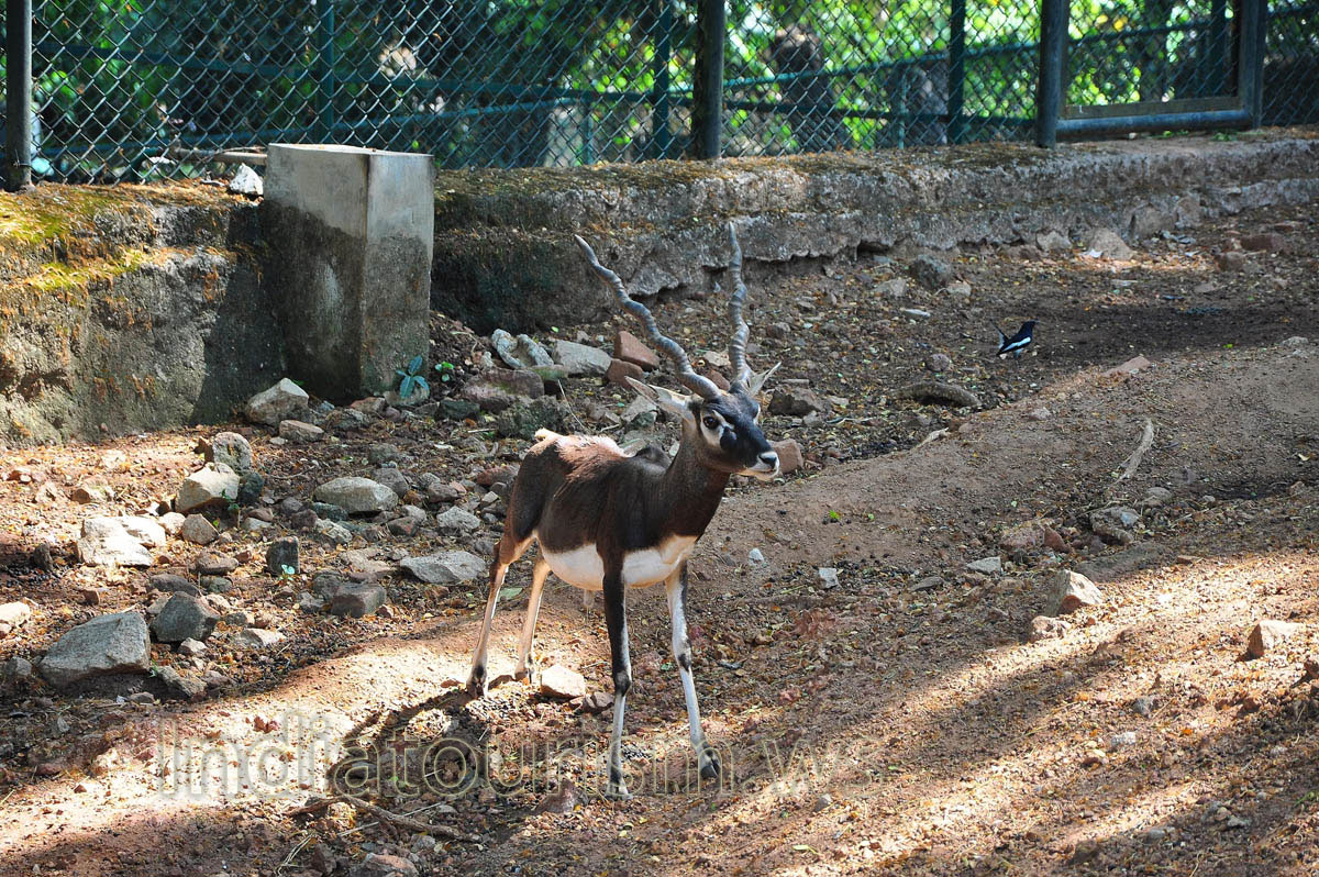 deer with screw horns