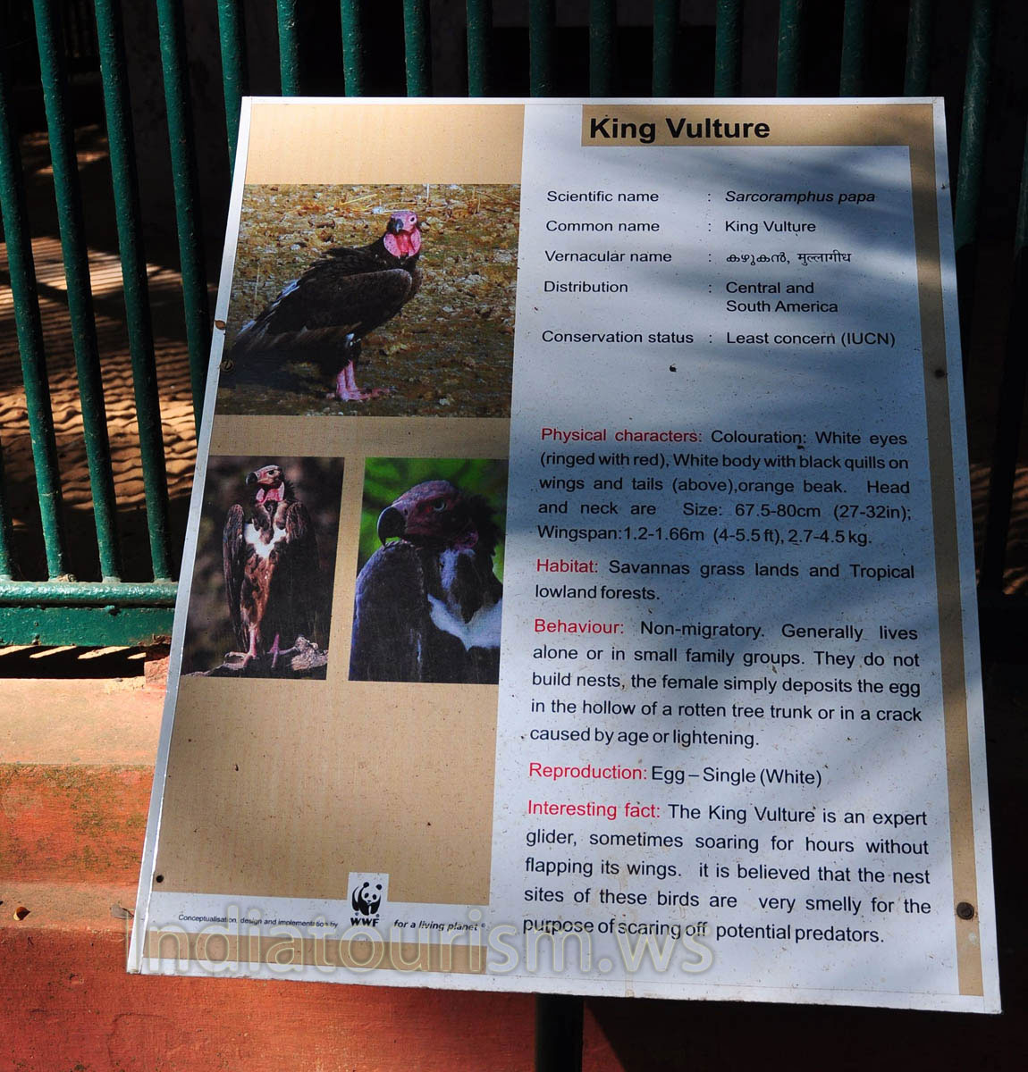 poster about king vulture