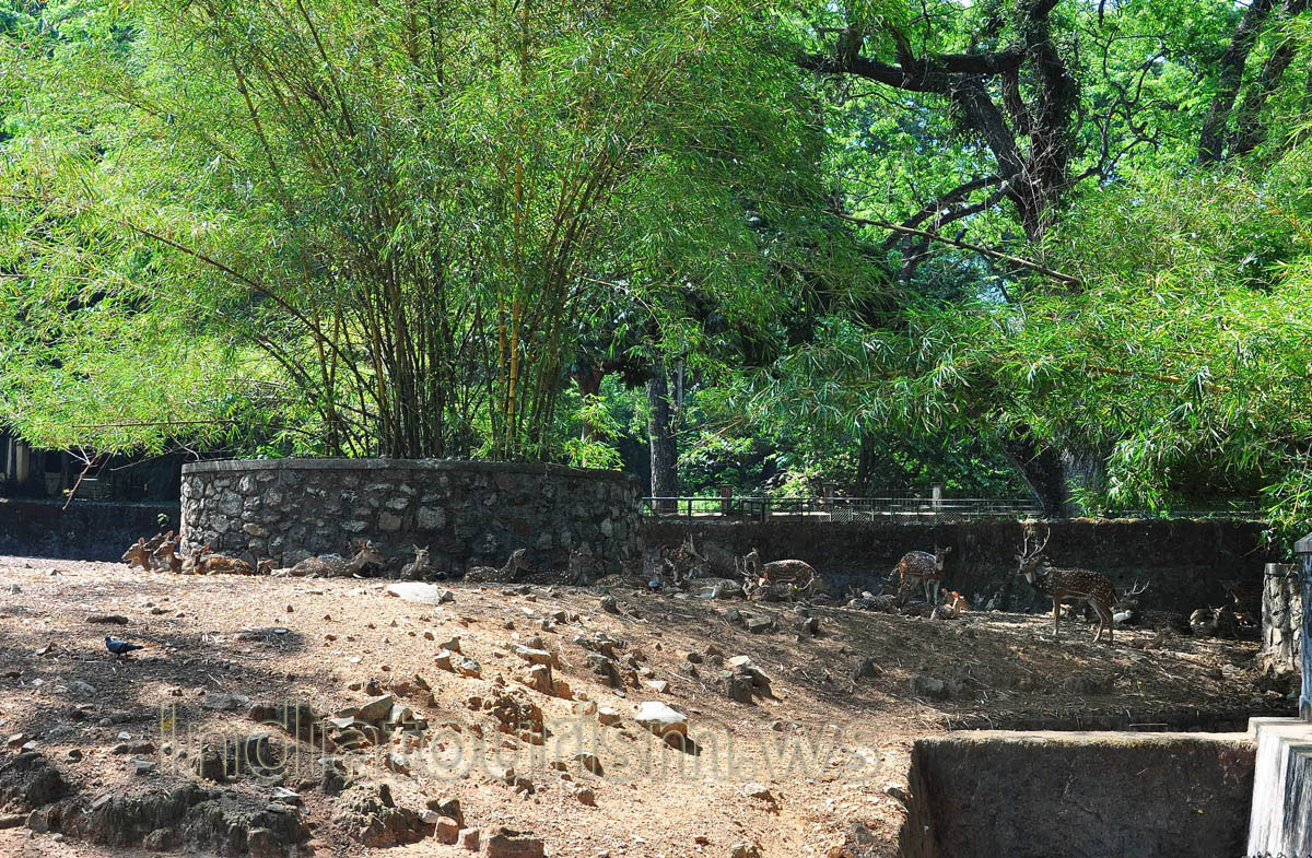 herd of spotted deer
