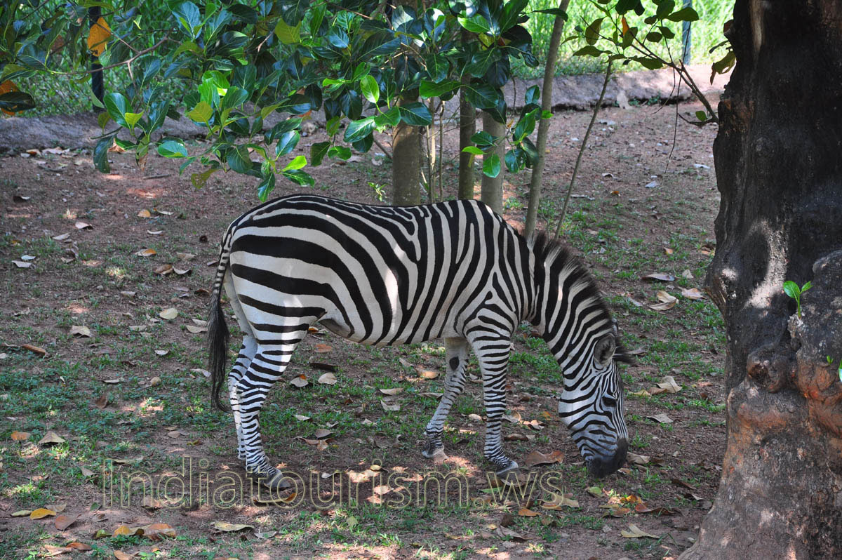 zebra