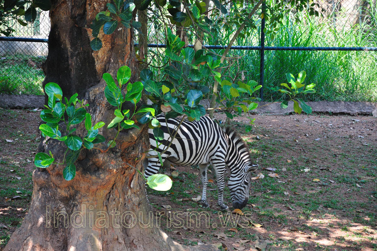 unique stripes of zebras make these among the animals most familiar to people