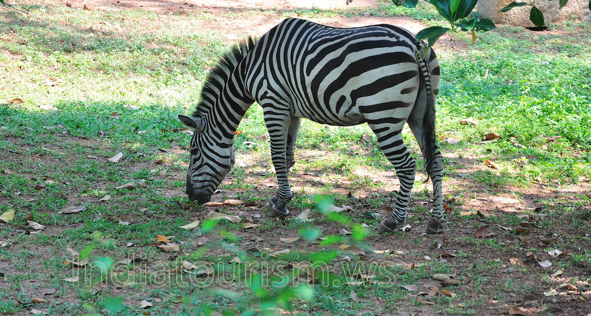 Zebras occur in a variety of habitats, such as grasslands, savannas, woodlands, thorny scrublands, mountains, and coastal hills