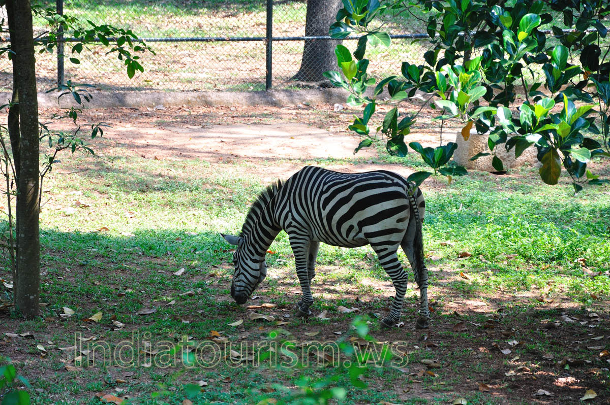 Zebras are African equids (horse family) best known for their distinctive black and white stripes