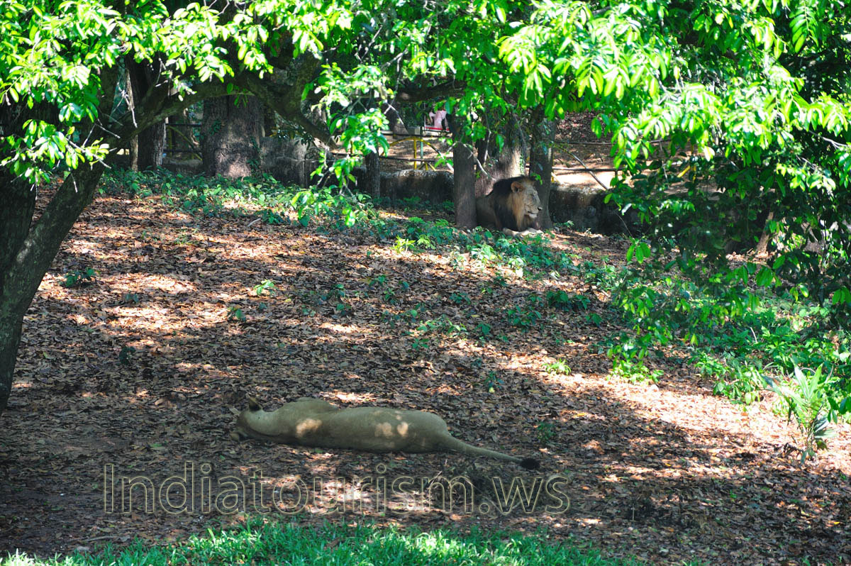 male and female lions