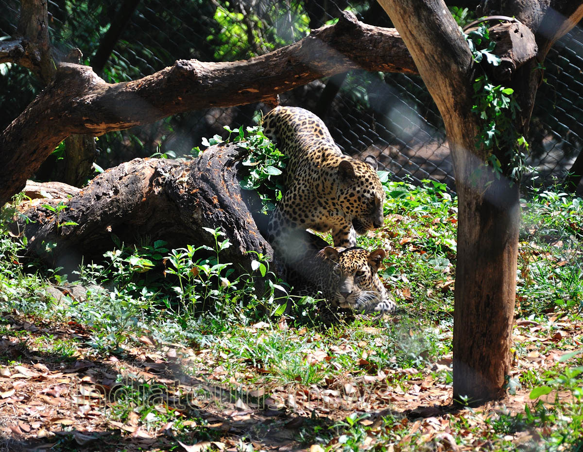 male and female leopard