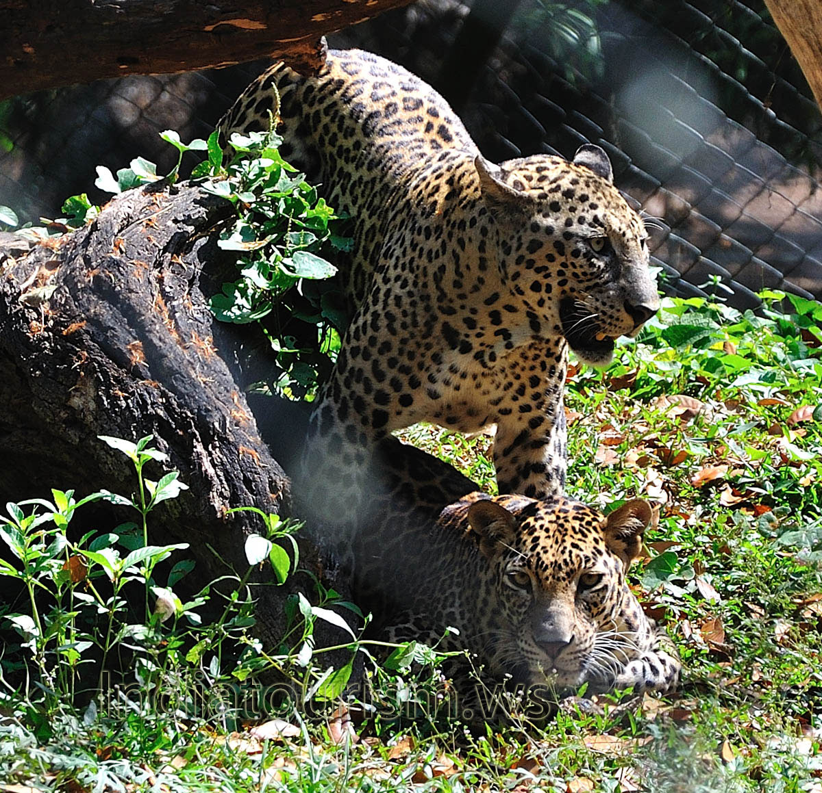 The leopard (Panthera pardus) is the smallest of the four 'big cats'