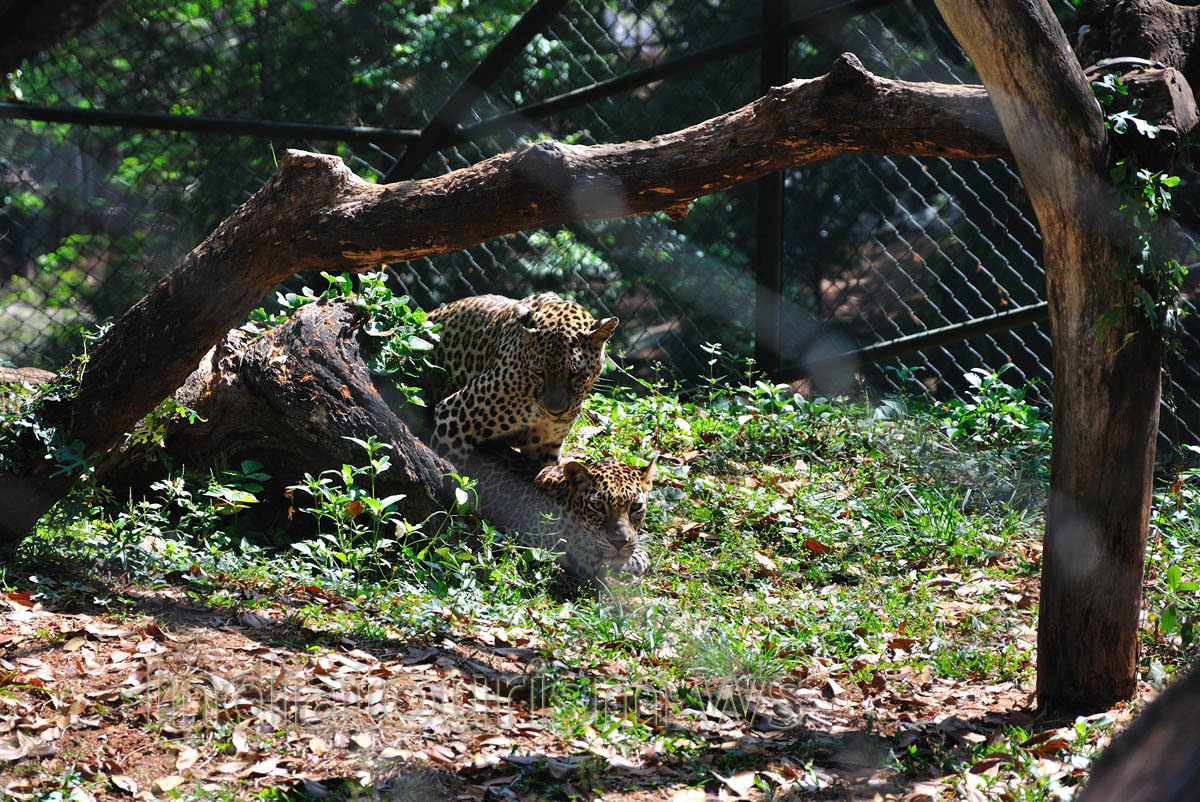 a male & female leopard mating