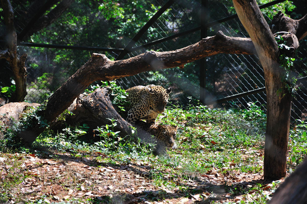leopards live mainly in grasslands, woodlands, and riverine forests