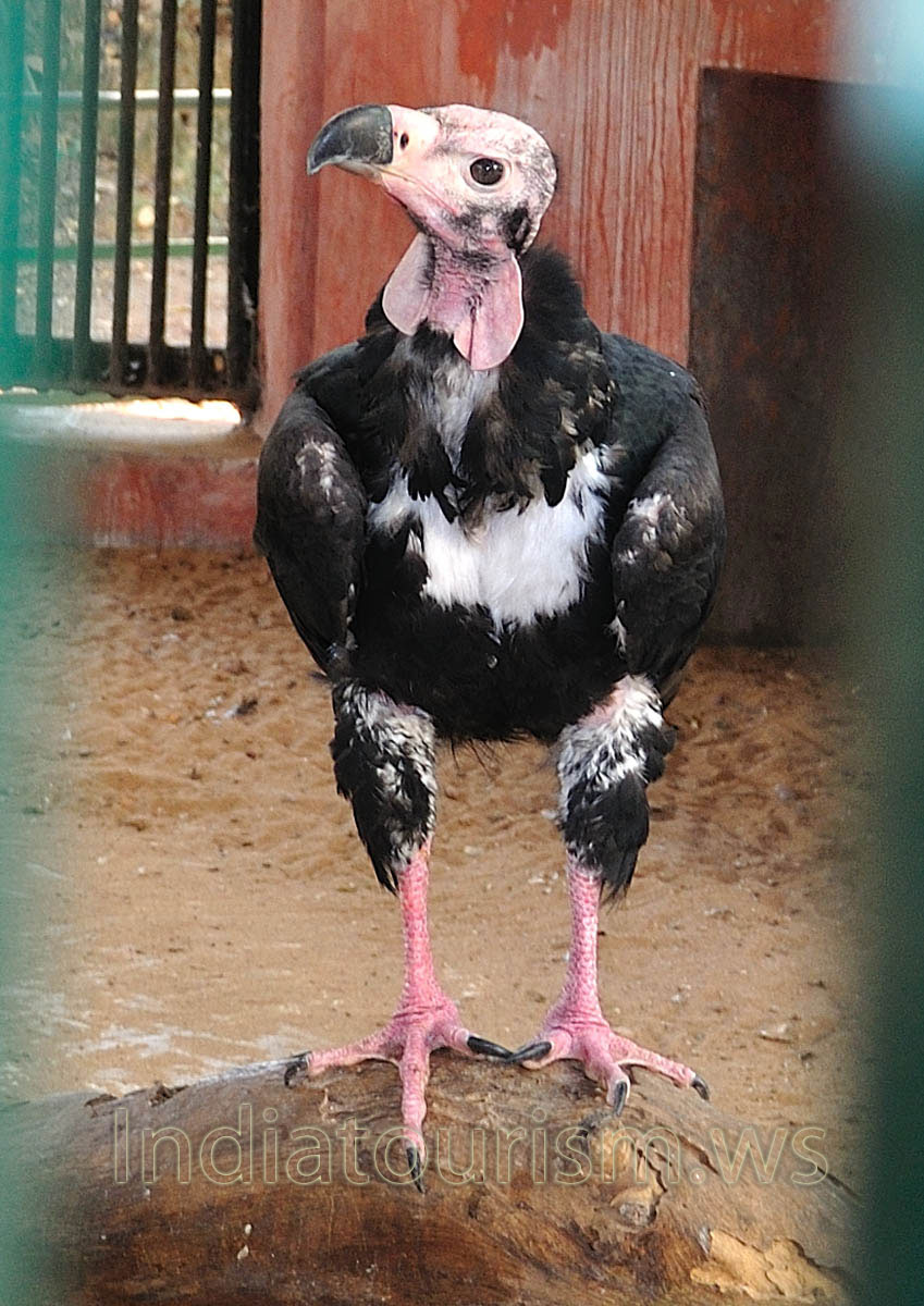 king vulture