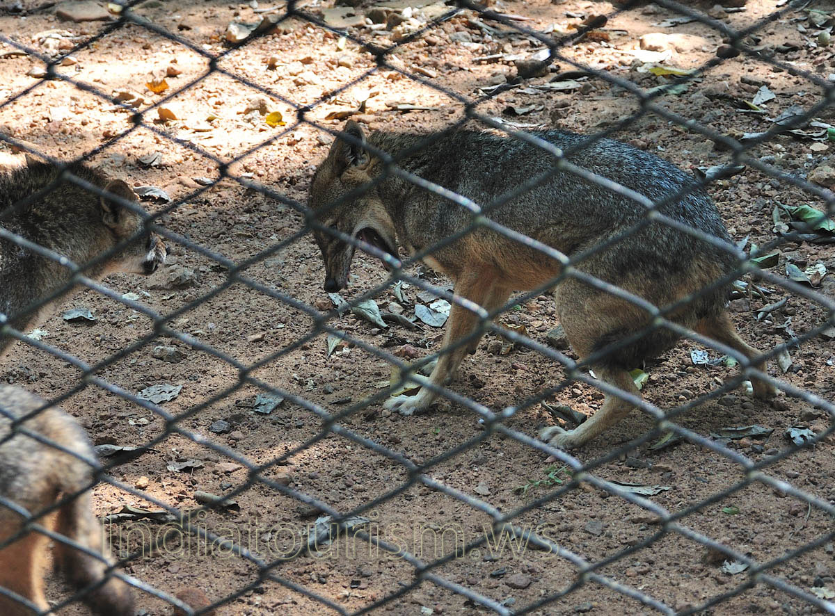 jackal is very aggressive