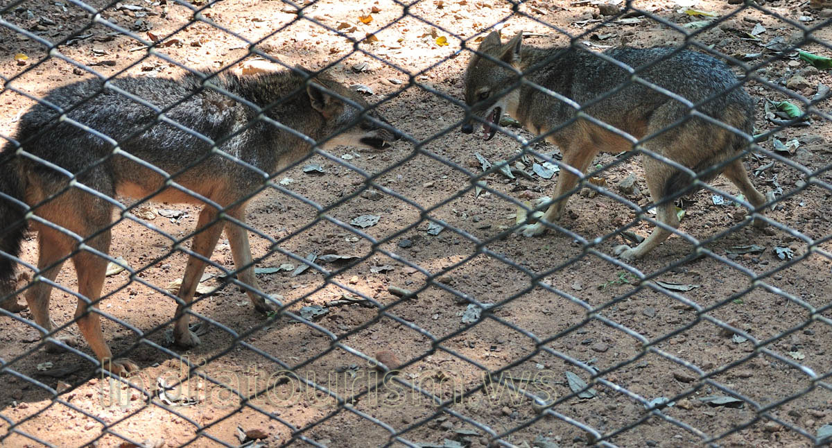 jackals