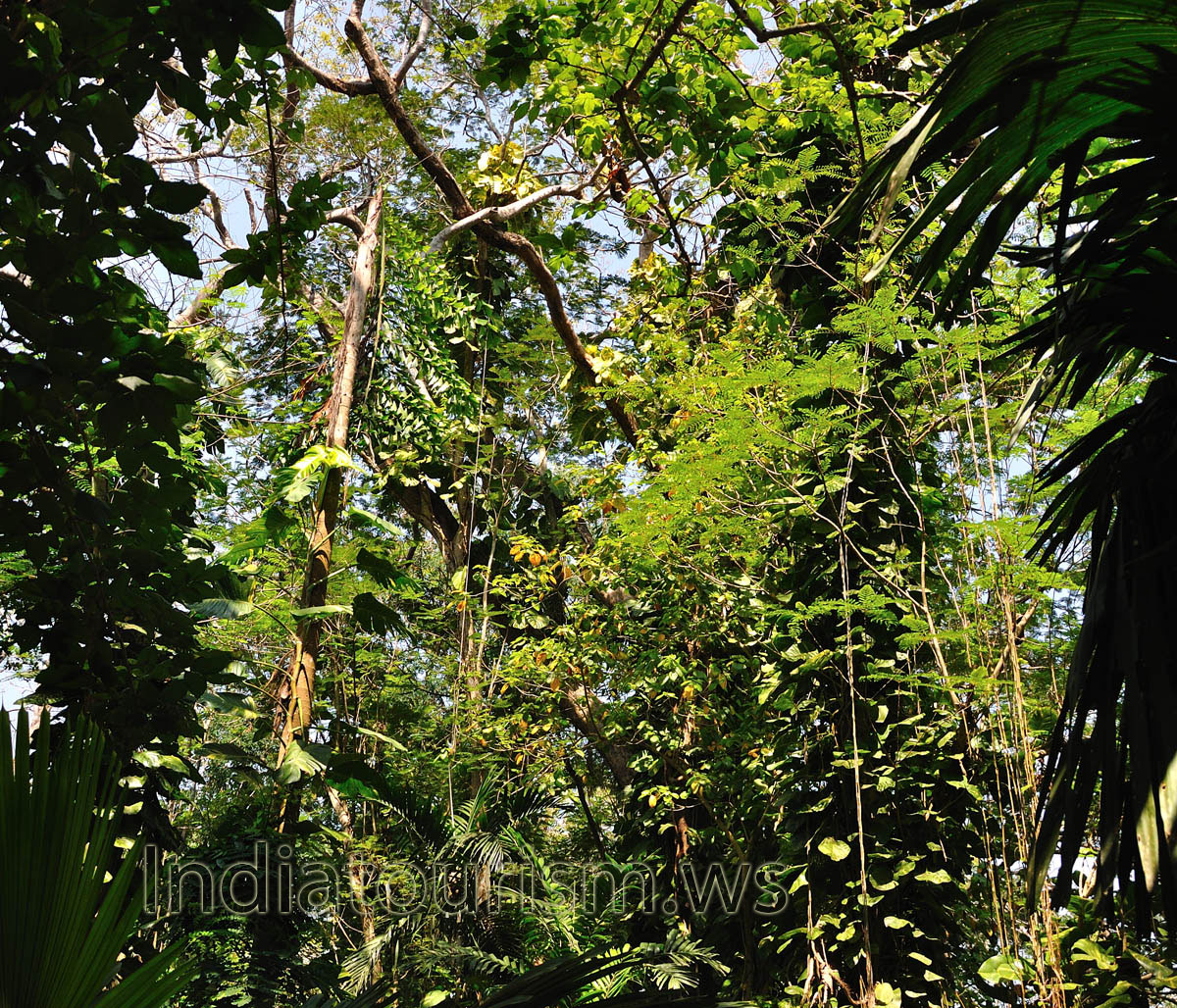 dense vegetation
