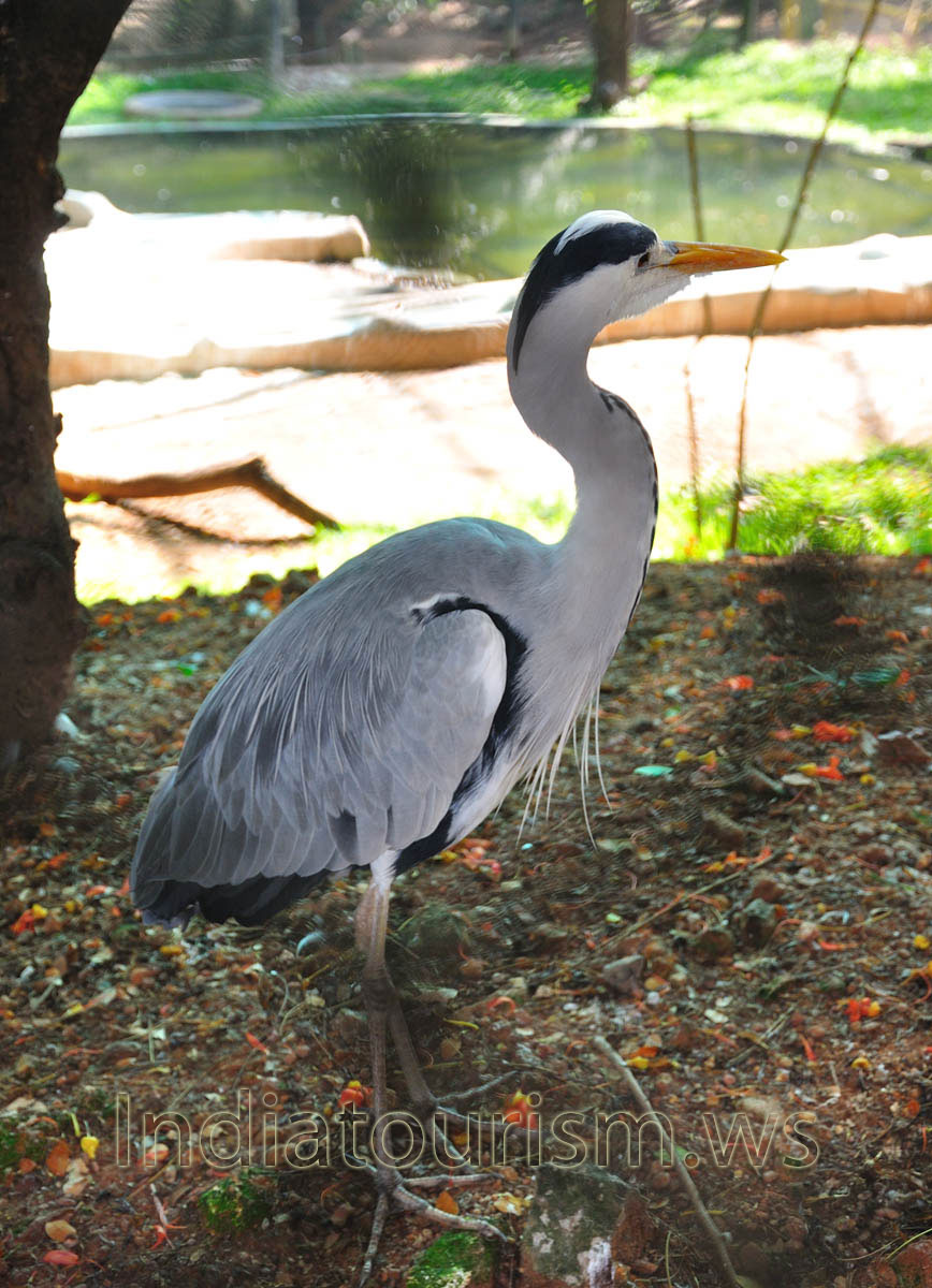bird with orange beak