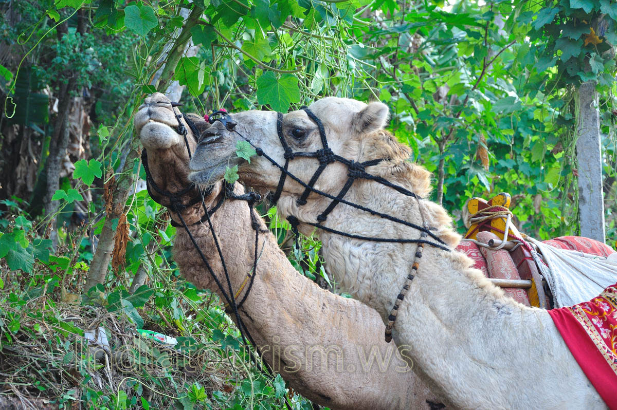 camels chew the leaves