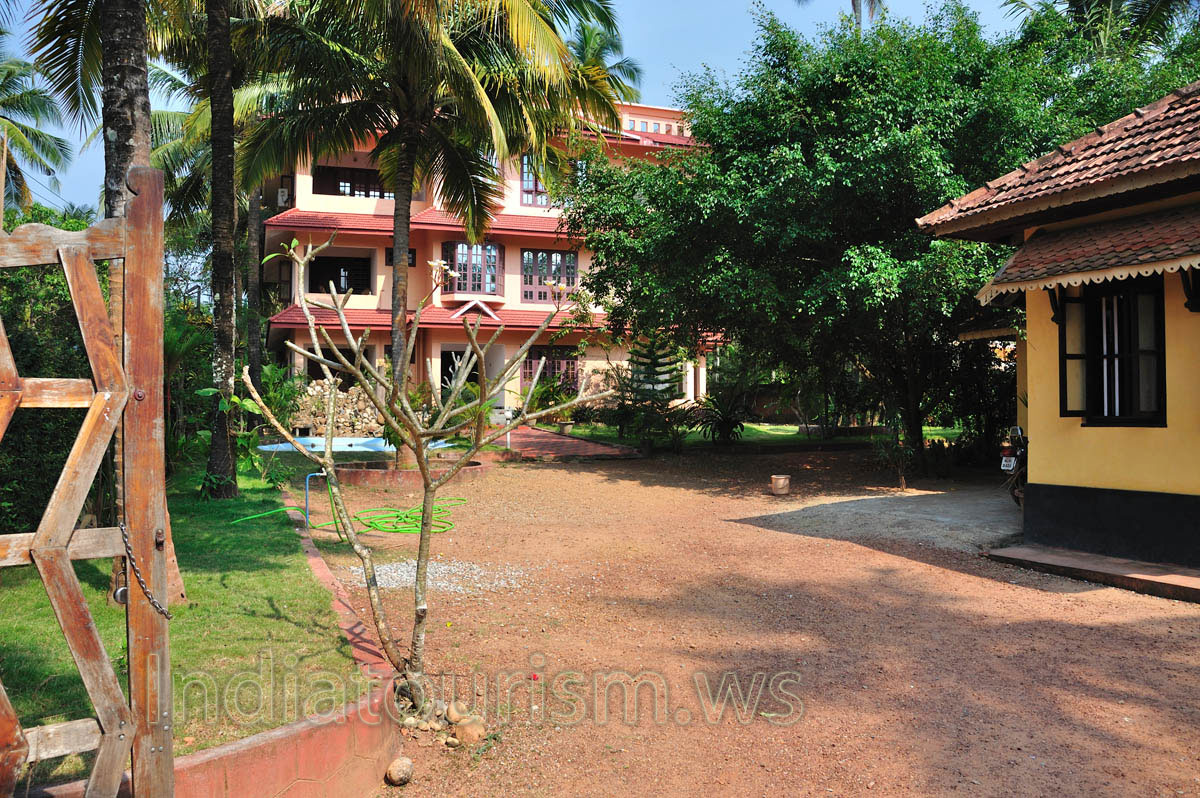 pachypodium without leaves has many open flowers