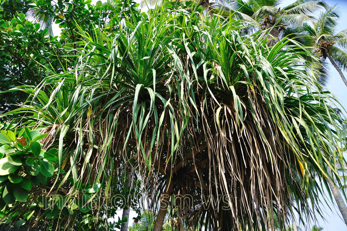 tall plant with serrated leaves