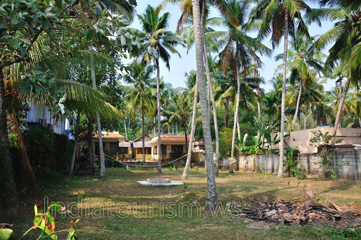hammocks attached to coconut palms